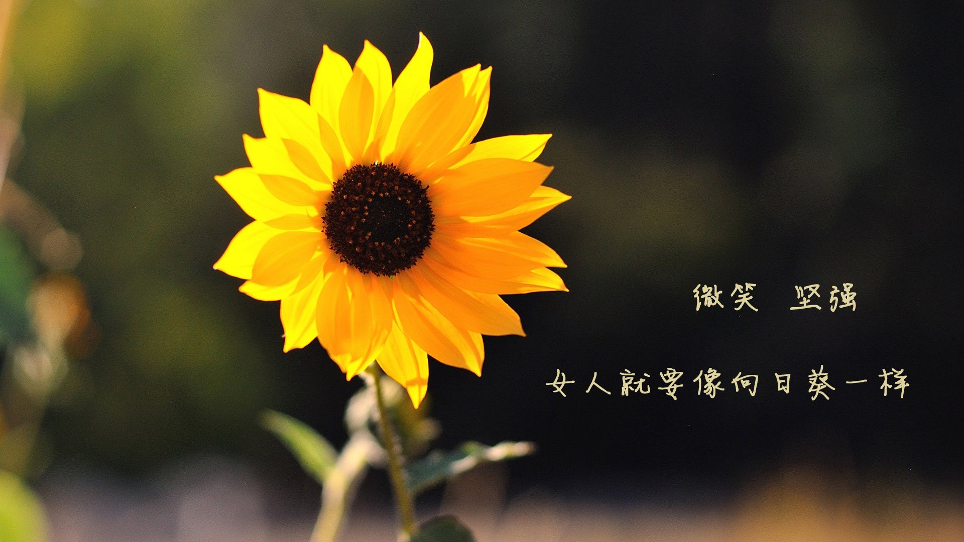 哈伦展现极致爆发力与稳定性，什么叫哈伦