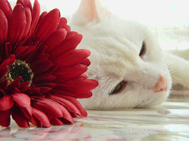 曼联登顶积分榜英超联赛，2021曼联积分