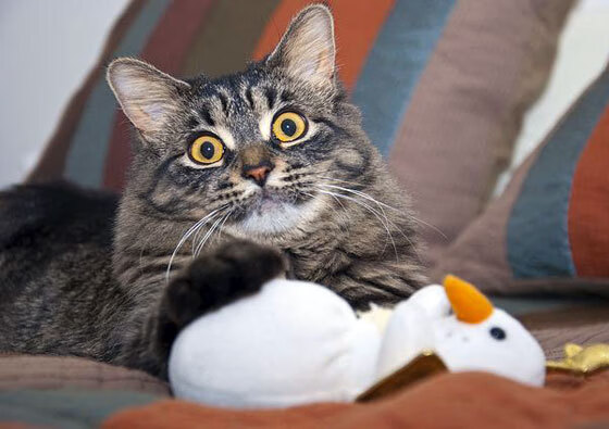 校园足球联赛首次实现省际直播观众互动踊跃，校园足球直播平台