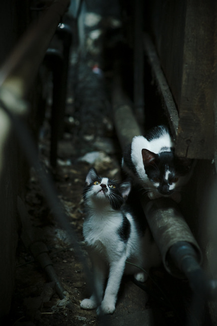 爱游戏体育平台-法甲新星崛起：锋线杀手未来可期！，法甲前锋