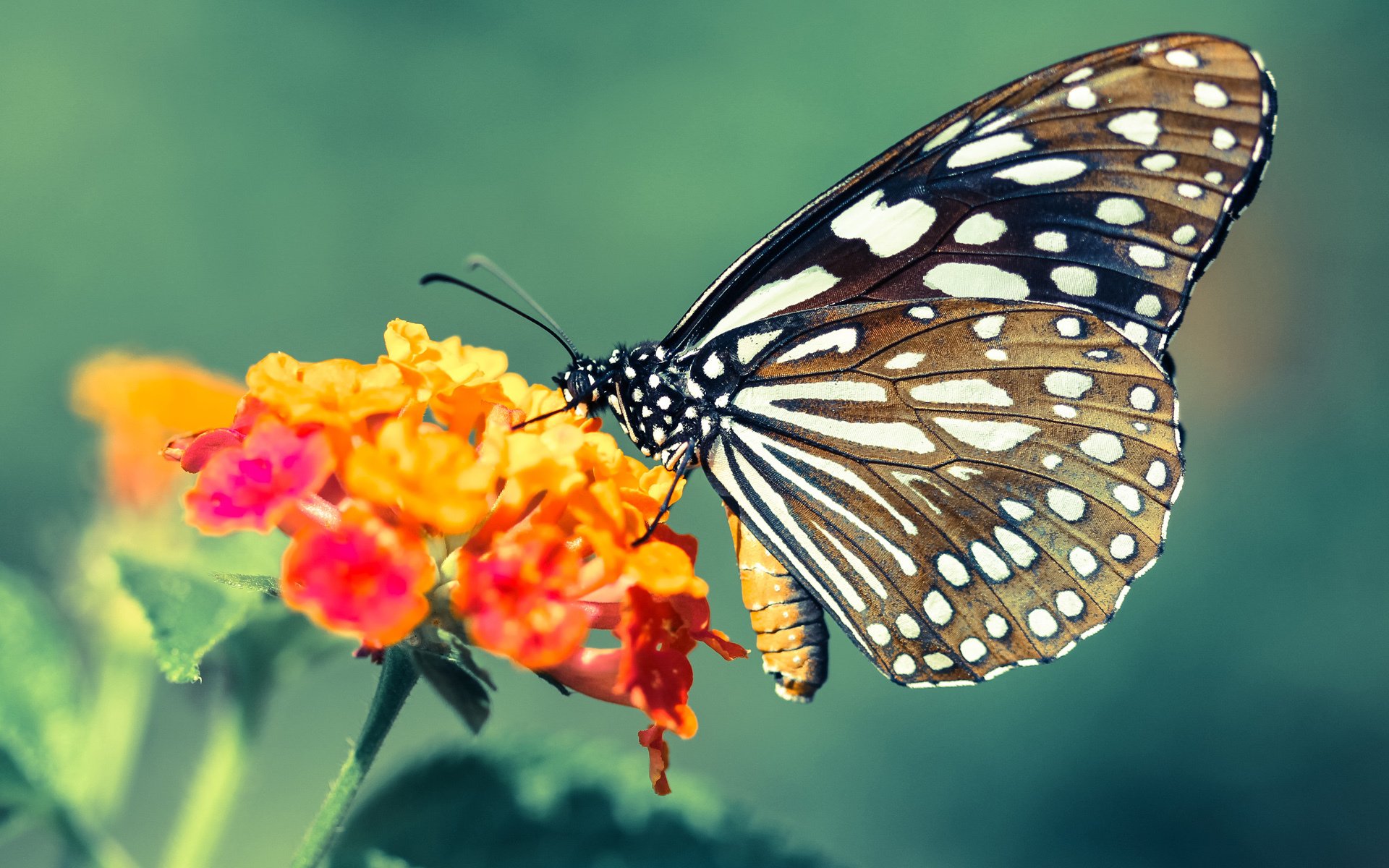 科贝特稳扎稳打掌控全场节奏，科特贝德