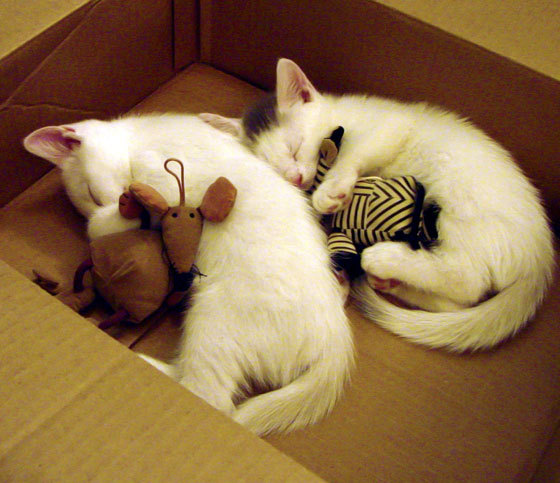 爱游戏综合娱乐-老鹰替补席贡献大幅提升成为关键支撑，老鹰队的比赛