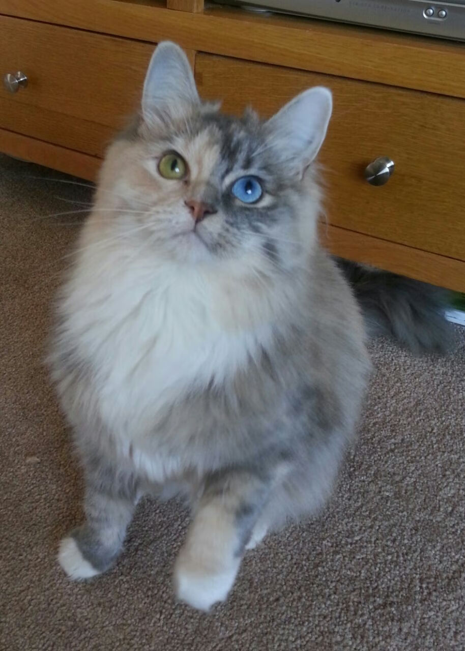 跳水配合默契奥地利顺利晋级，奥地利跳远运动员