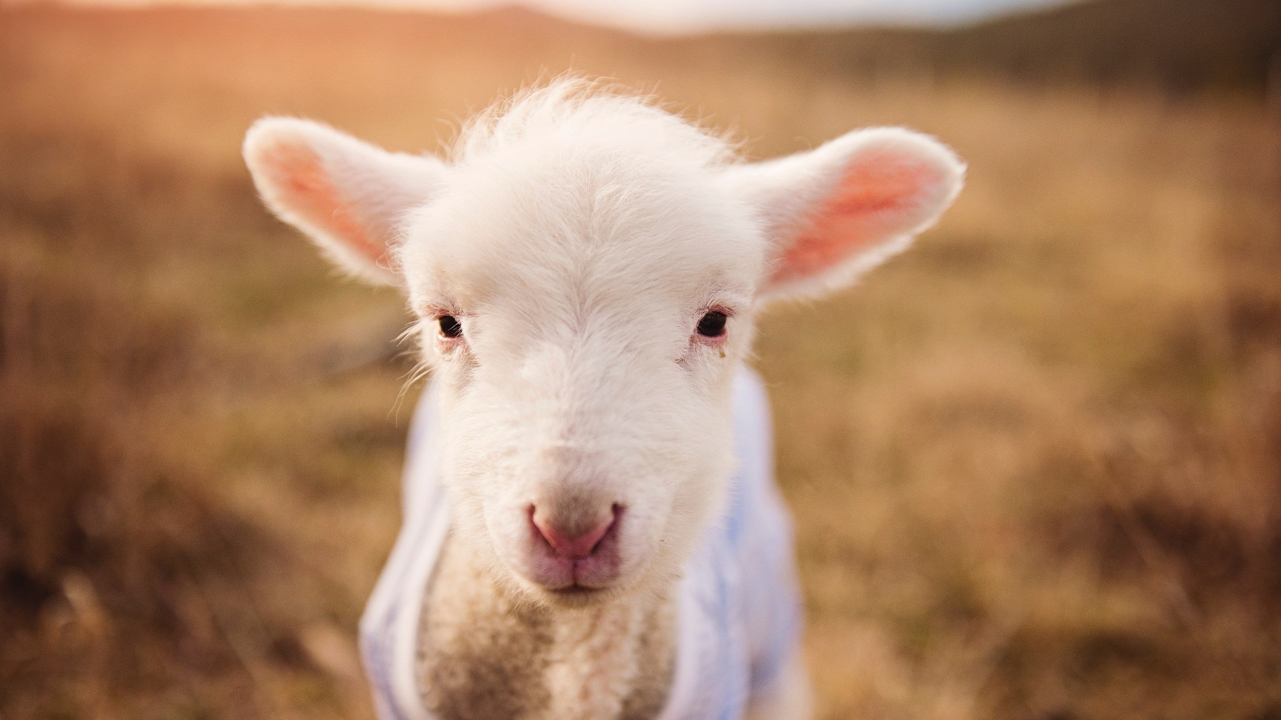 阿莱克西冲刺阶段爆发力震撼赛场，阿莱克西亚支线攻略